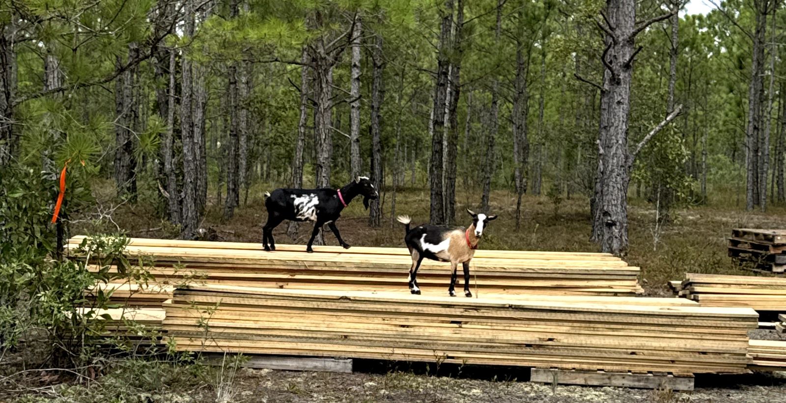 Gentle Goats